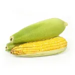 Picture of Sweet Corn